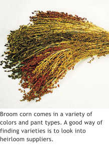 Broom corn comes in a variety of colors and pant types. A good way of finding varieties is to look into heirloom suppliers.